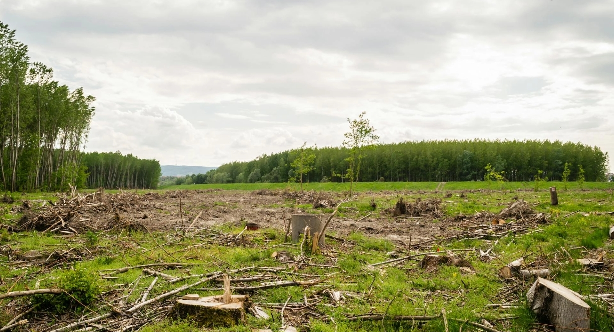 Deforestation Regulation (EUDR) – What does the EU's Deforestation Regulation mean for companies? - pimmix_-_eu_deforestation_regulation_eudr_image_1